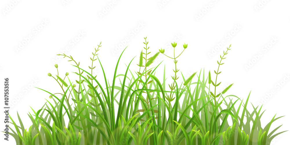 Green grass on white background