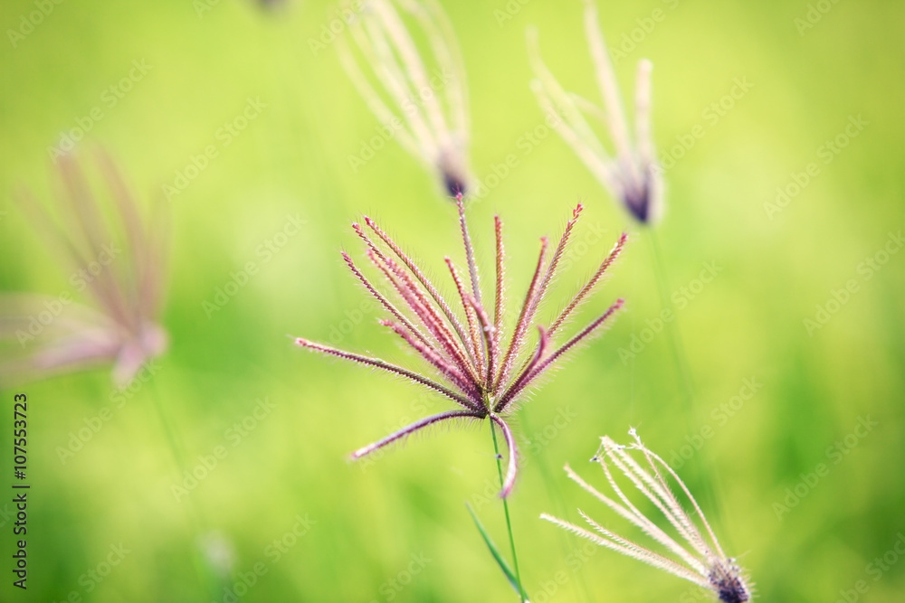 绿色背景的芦苇花。