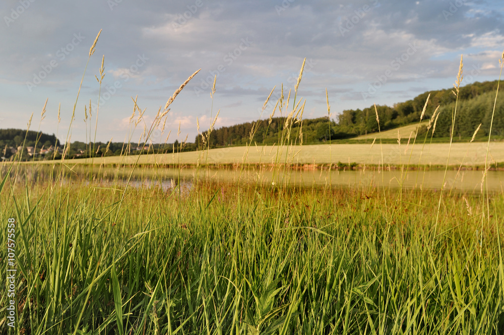 graminées sur les berges du Lac Saint Agnan -Morvan 