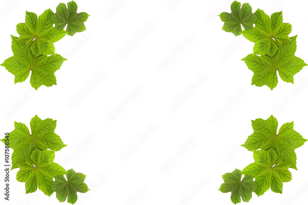 Green leaves frame isolated on white background .