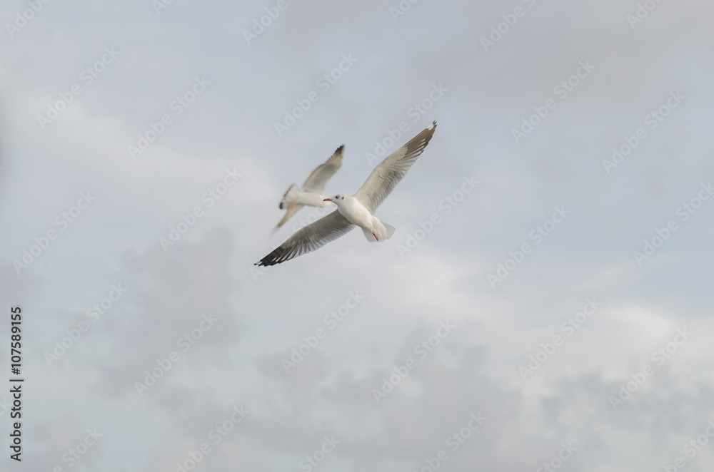 Beautiful Seagulls flying in the sky