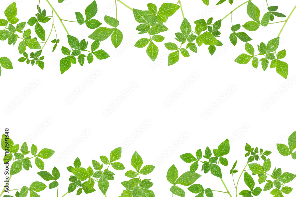 Fresh Green leaf frame isolated on white background.