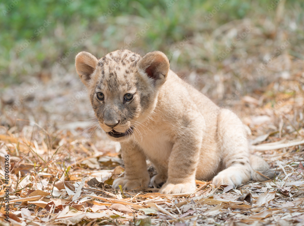 cub of lion