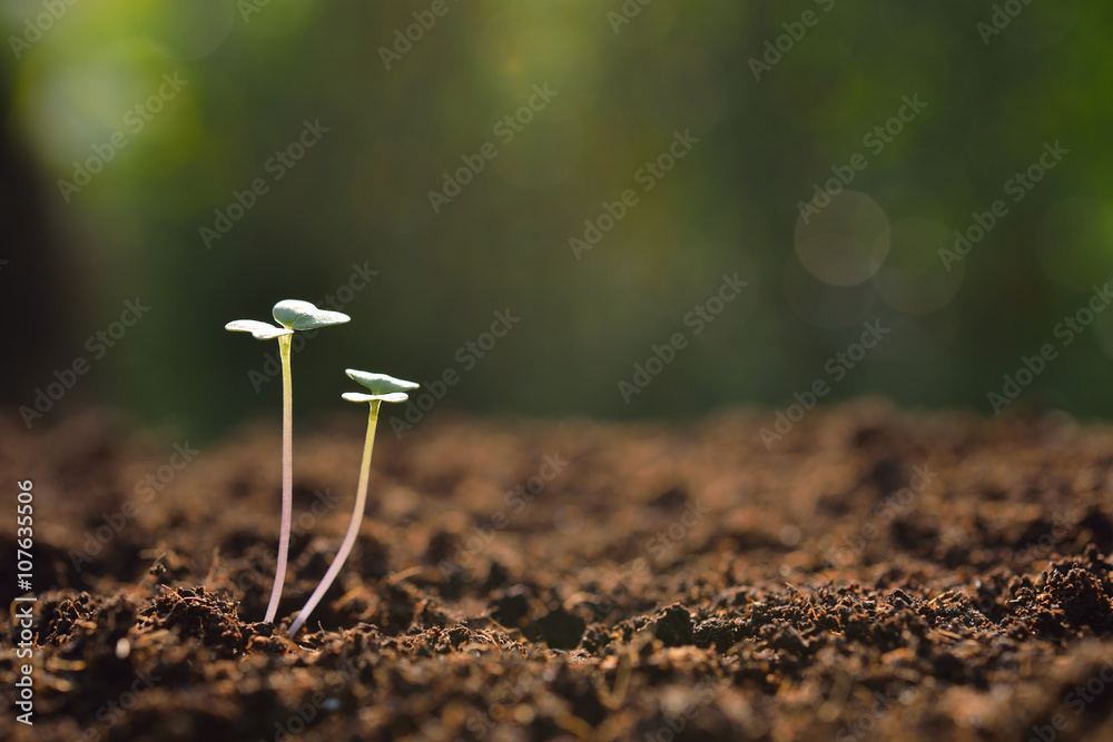 Young plant in the morning light on nature background