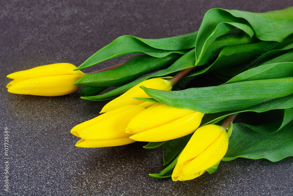  Beautiful Yellow tulips on Dark Background