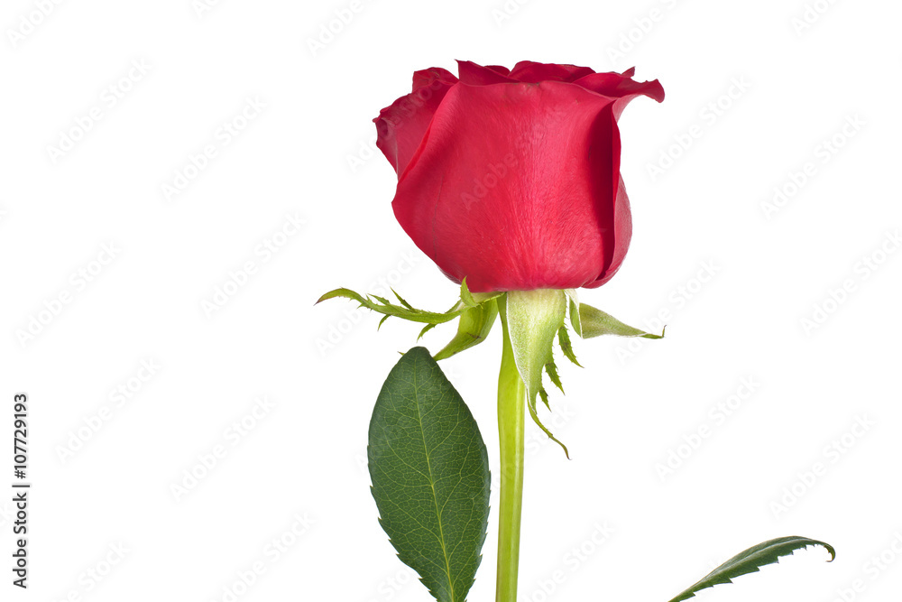 Beautiful Red Roses Flower Isolated on White