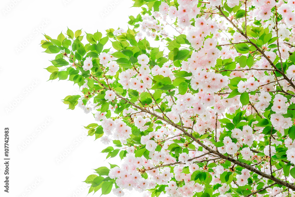 葉桜