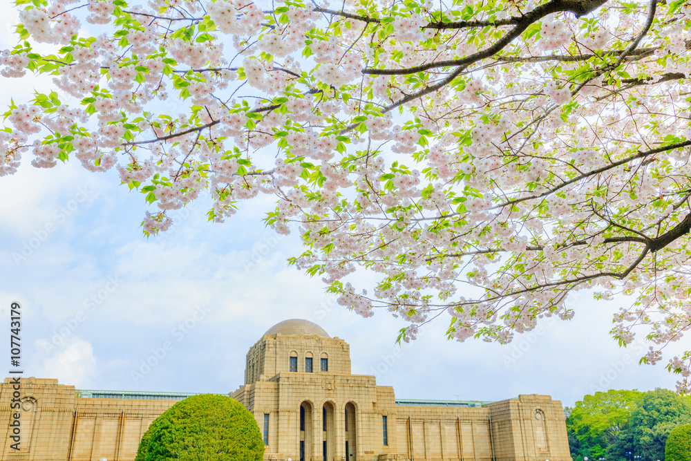 外苑絵画館と葉桜