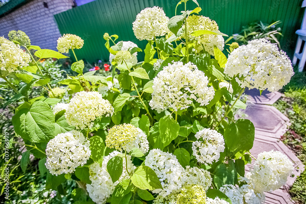 开着白花的花园里的夏季花坛