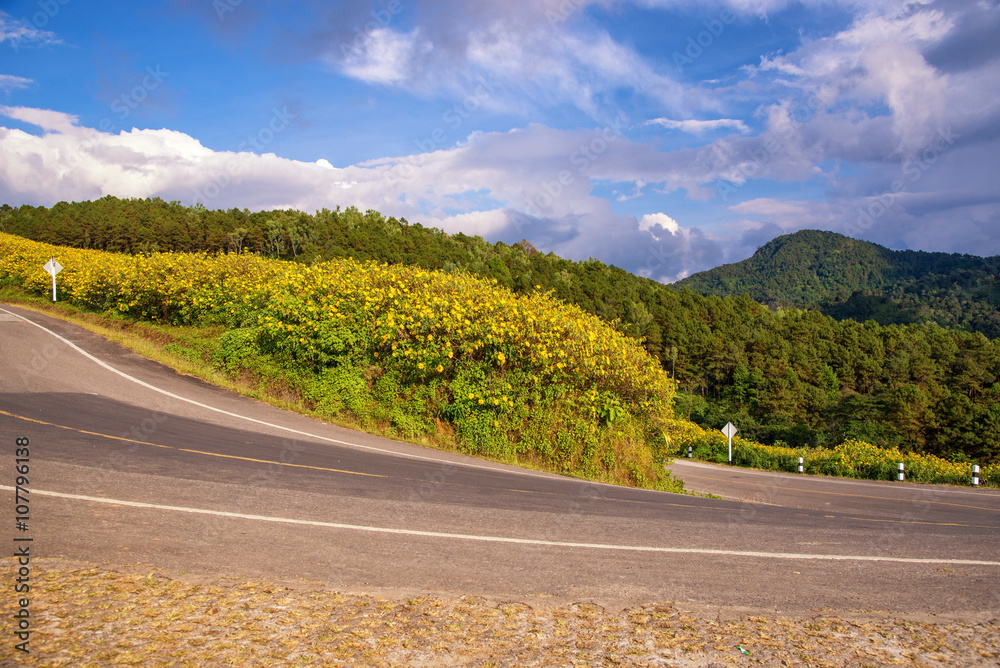 墨西哥向日葵山谷中的美丽道路