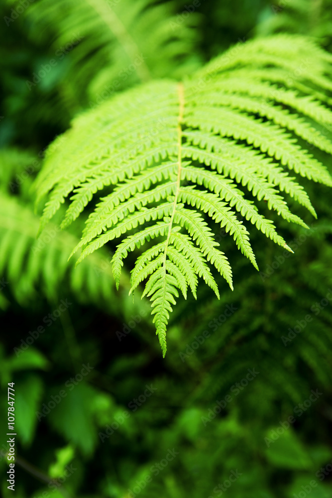 范布拉特