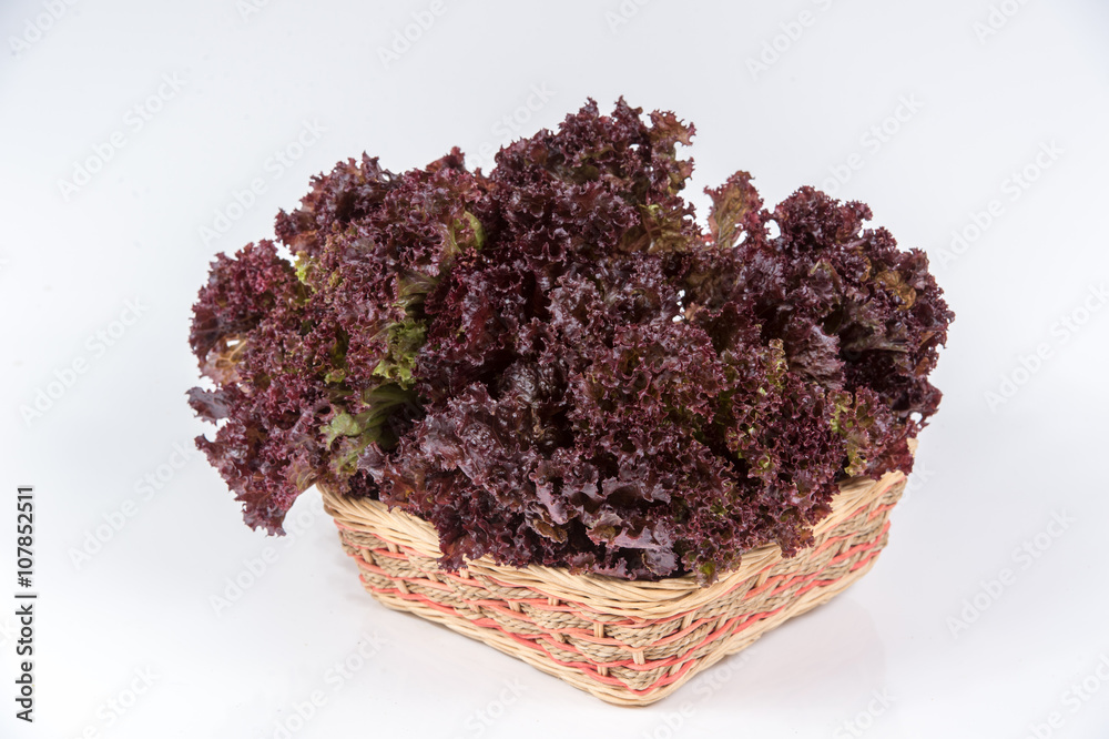 Fresh red oak lettuce isolated on white background