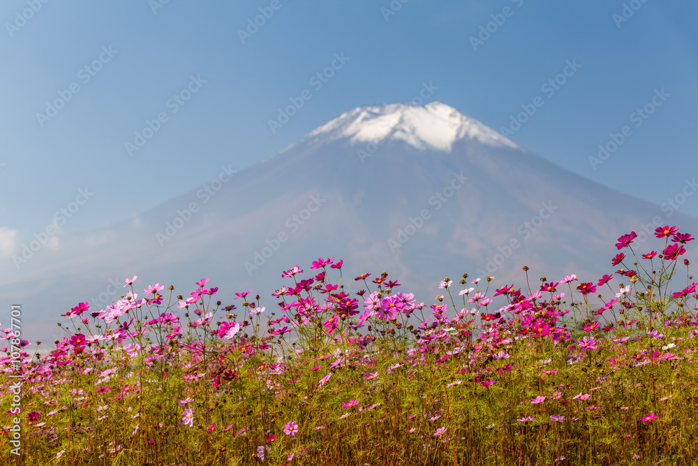 Yamanakako Hanano Miyako Koen秋季的宇宙花和富士山