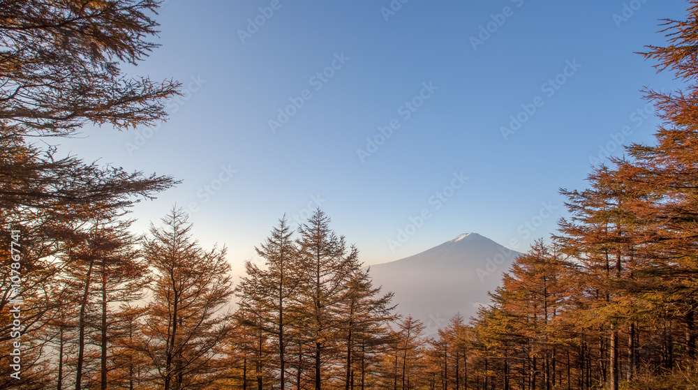 秋天的黄色森林树和富士山顶