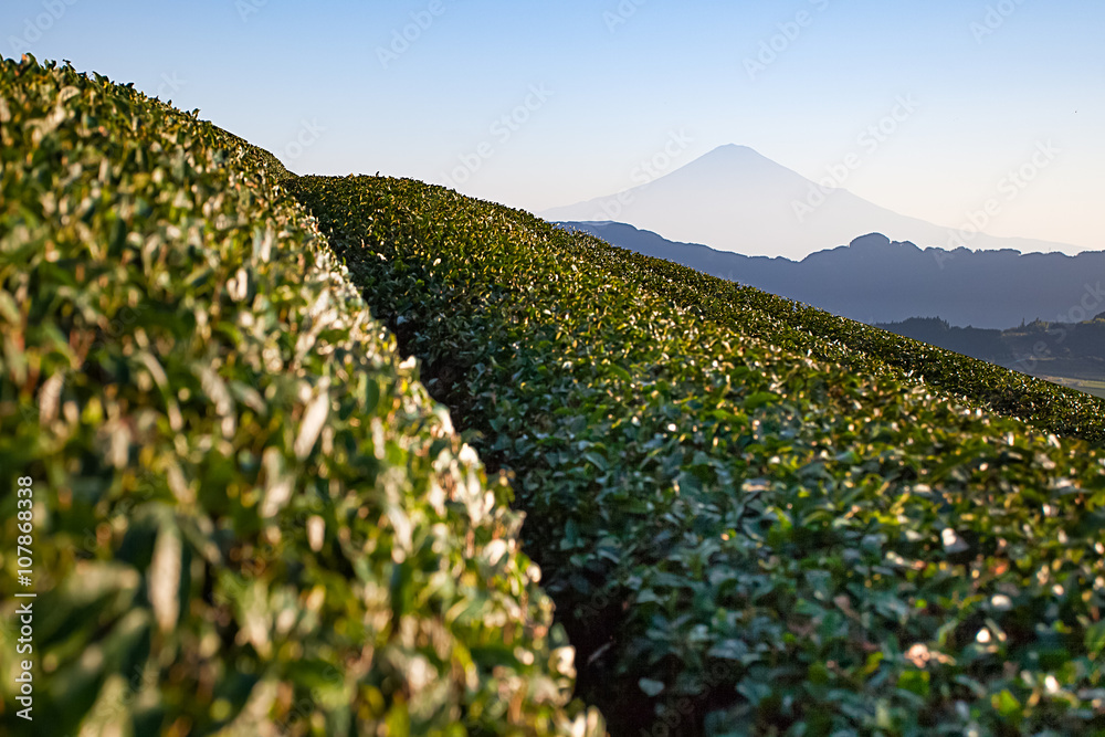 静冈县富士山和绿茶田