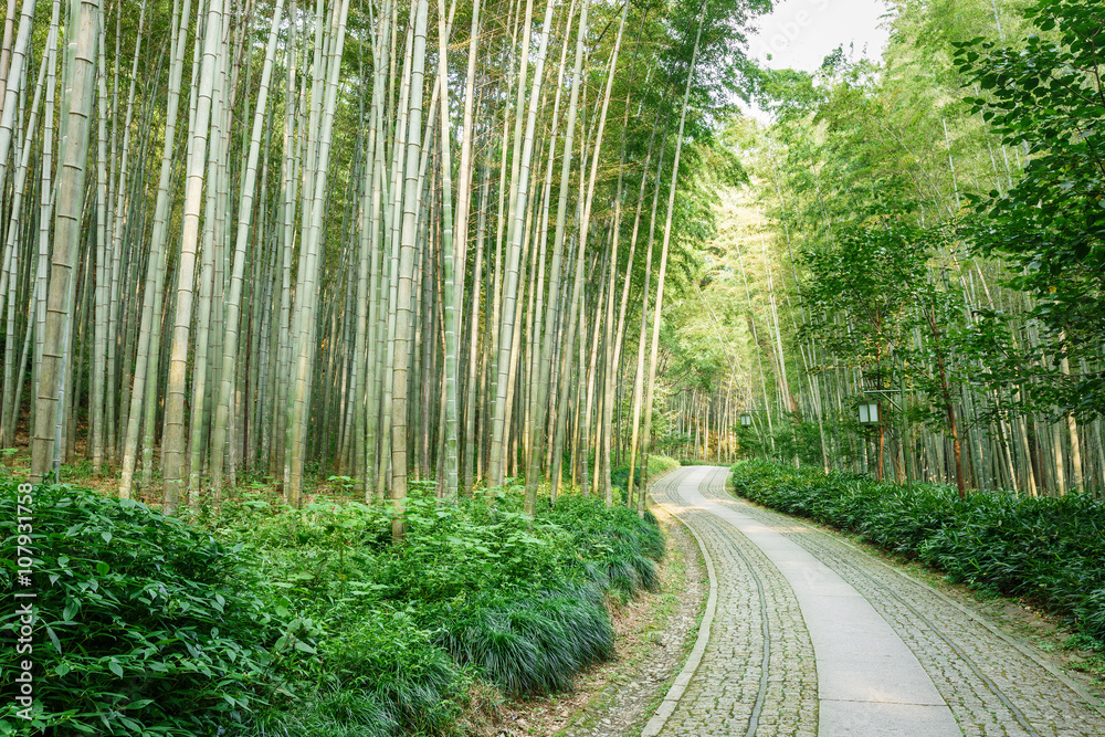 Quiet Bamboo forest trail in Hangzhou, China