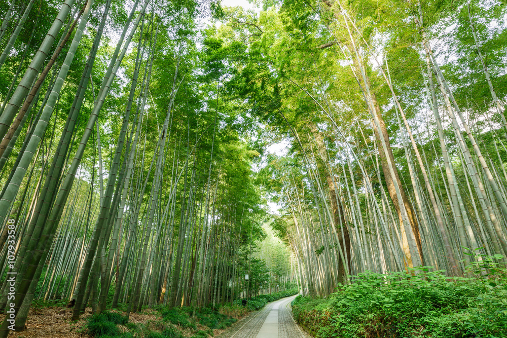 中国杭州安静的竹林步道