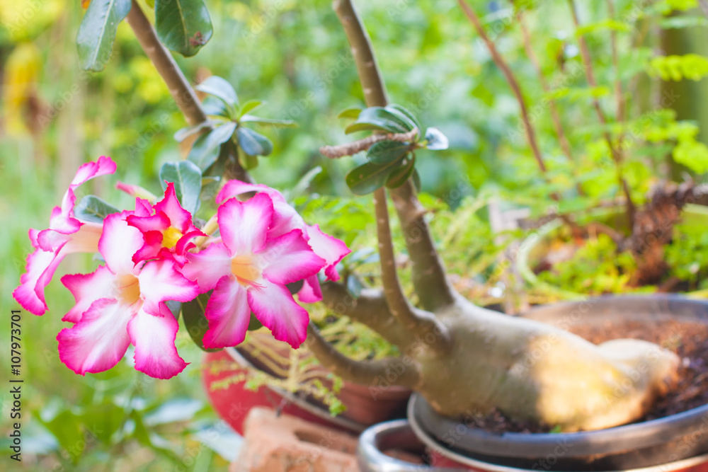 美丽的粉红色Adenium obesum。