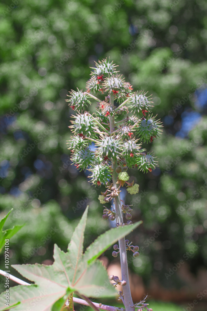 Plant source of biodiesel fuel