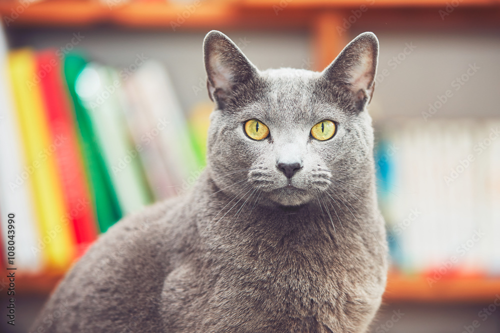 Russian blue cat