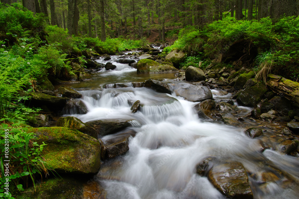  Stream in the wood