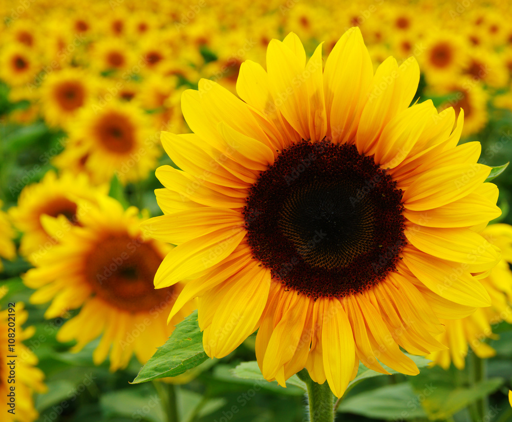  Close up of sunflower