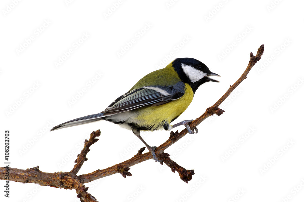 great tit