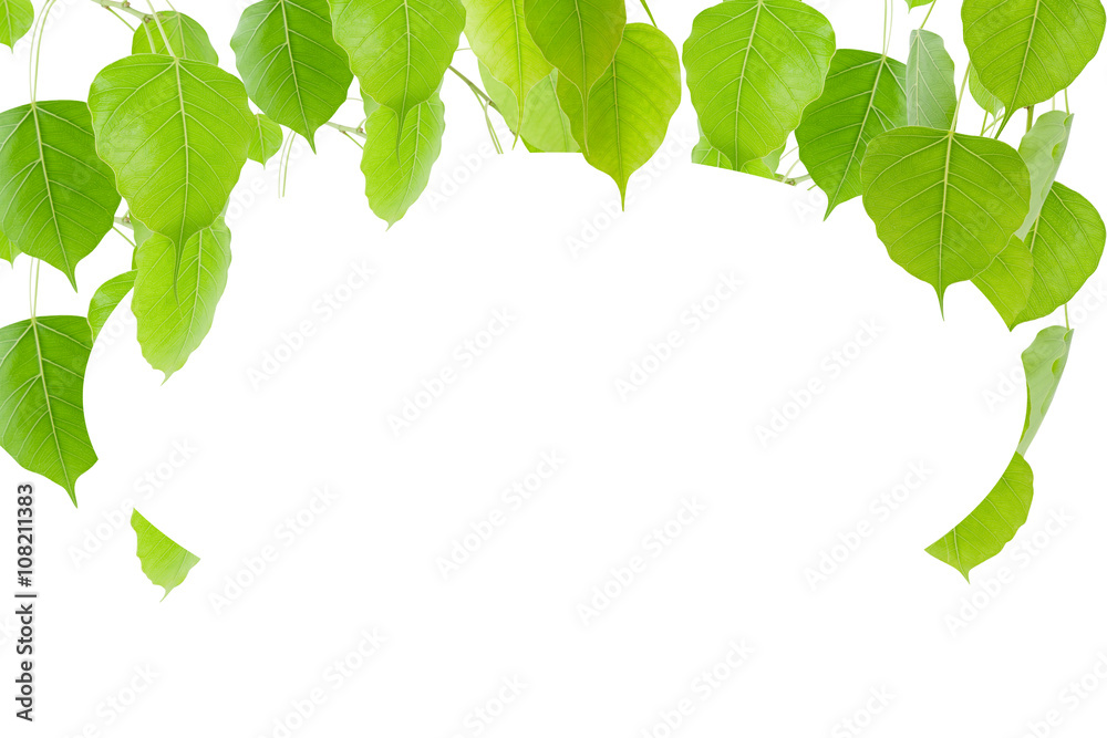 Green leaves  isolated on white background .