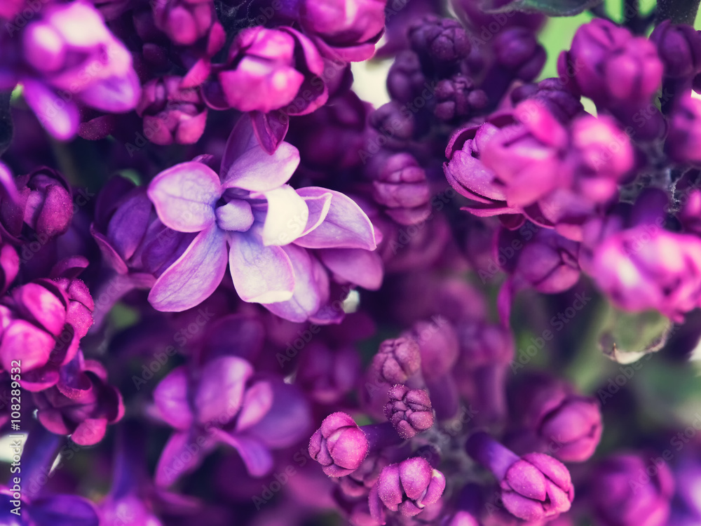 丁香花背景