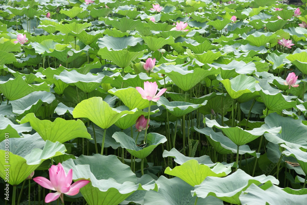 Lillies found in a pond at the Summer Palace, Beijing