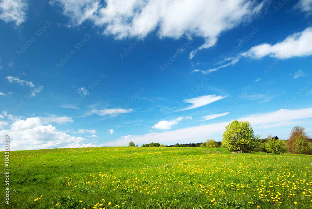 Field with yellow dandelions and blue sky