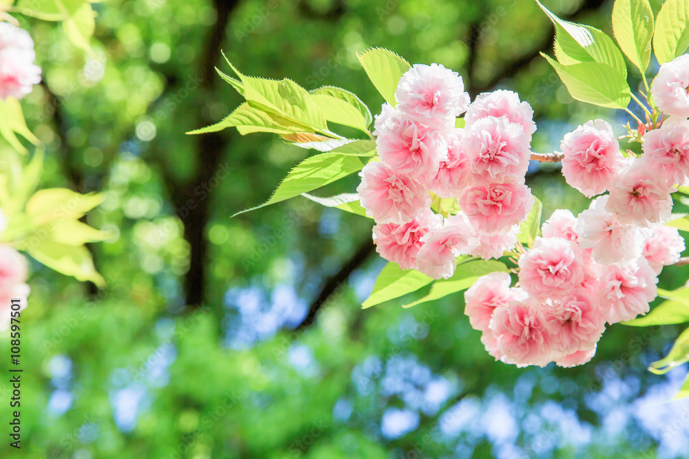 八重桜