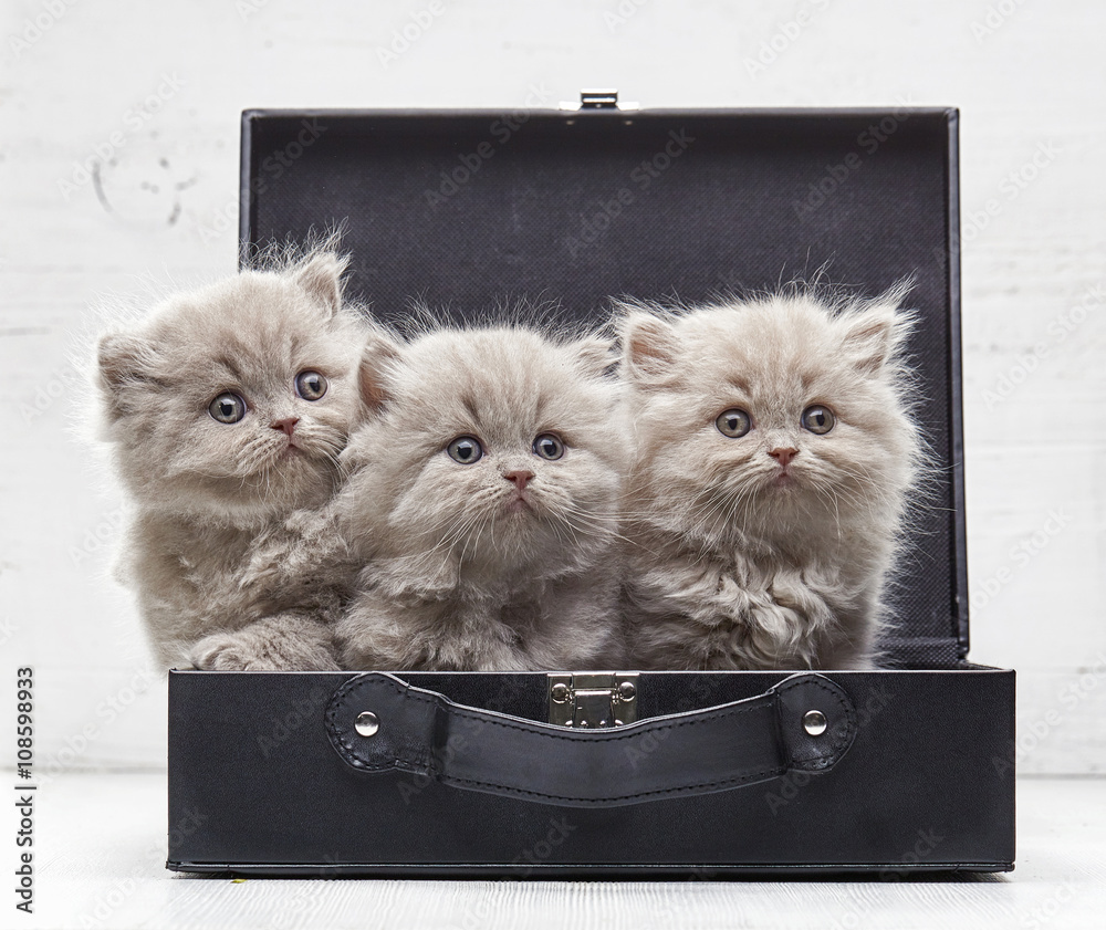 beautiful british long hair kittens