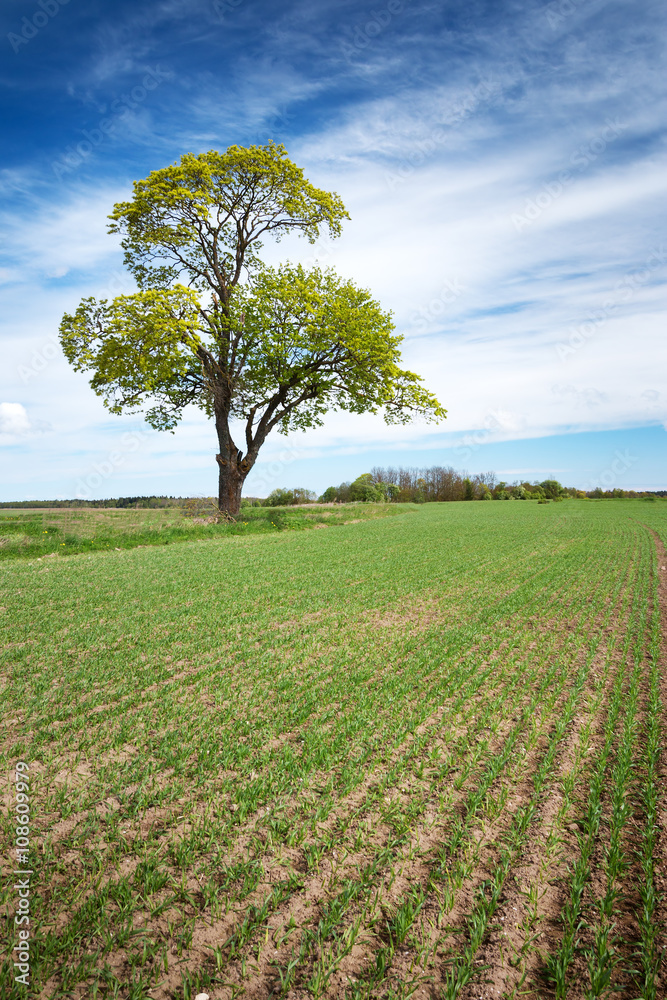 Beautiful lonely tree in spring on pature field