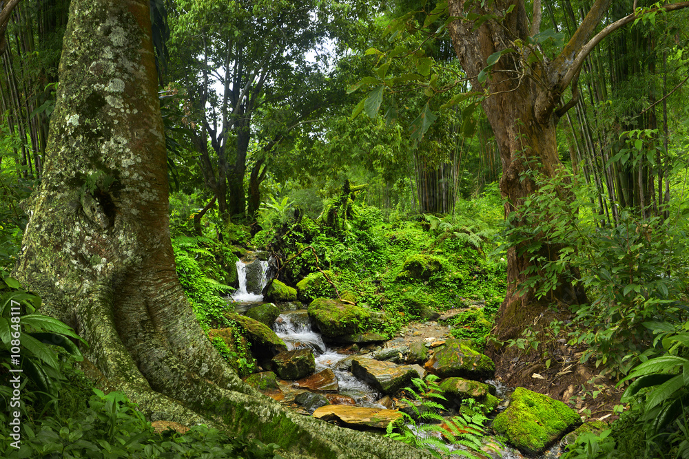 Selva de Tailandia