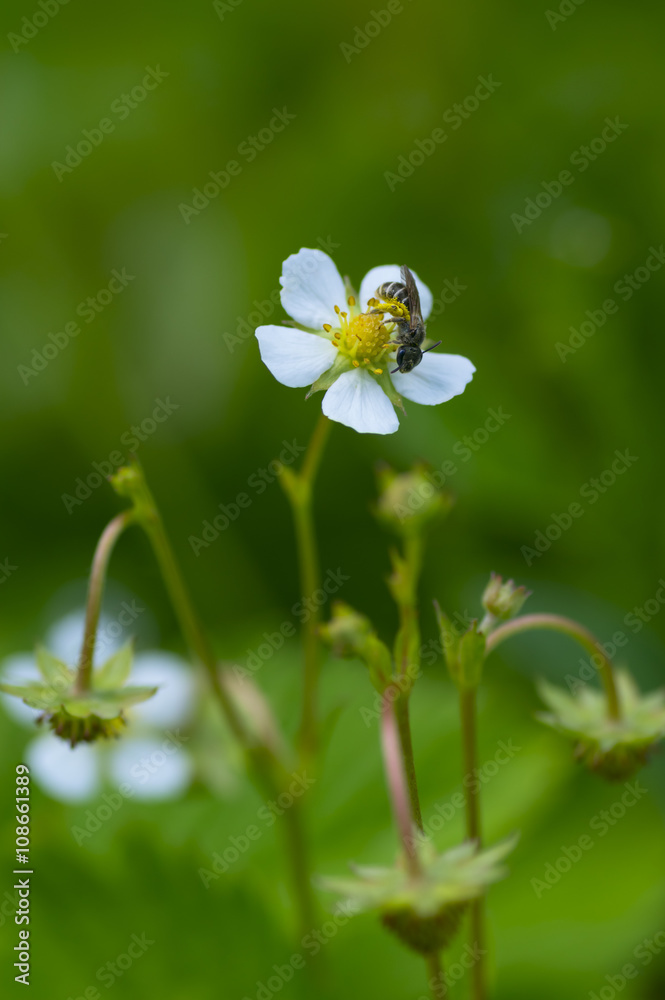 蜜蜂为草莓花授粉