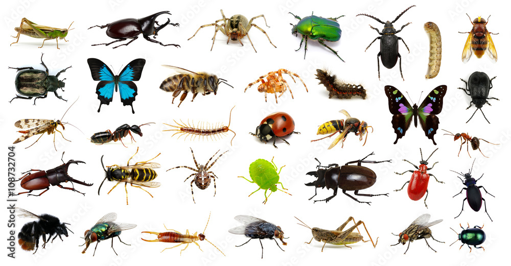  Set of insects