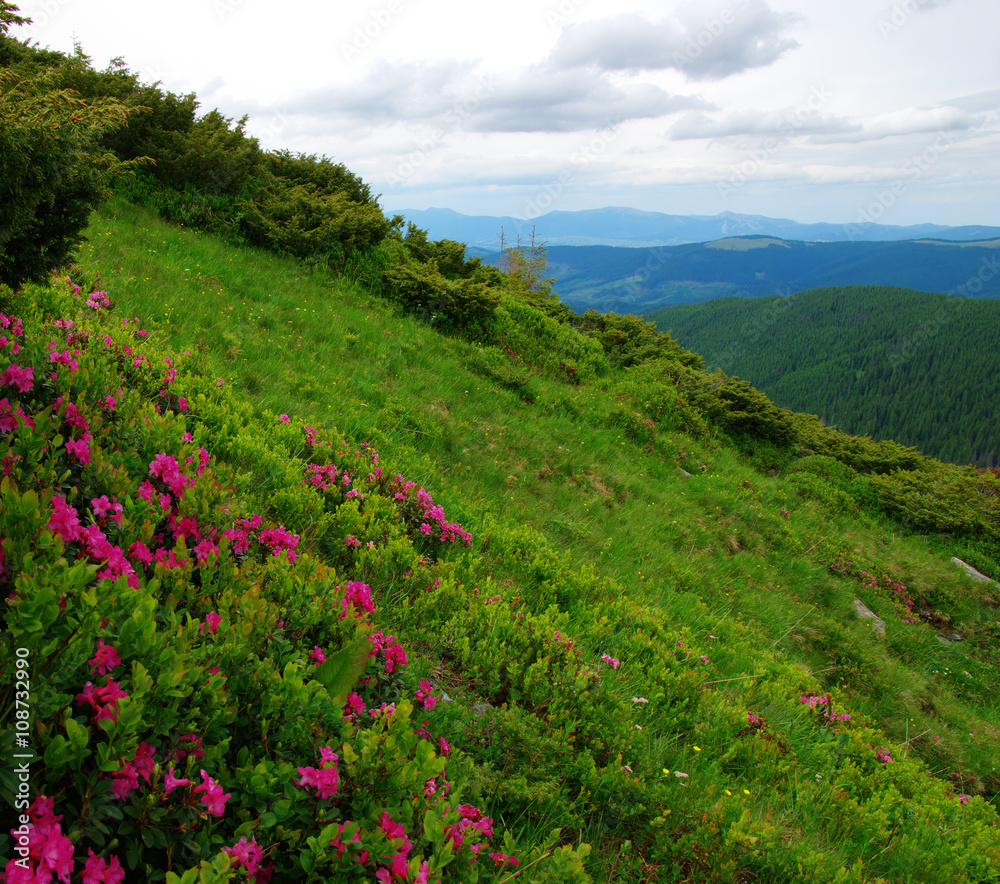 夏日山景