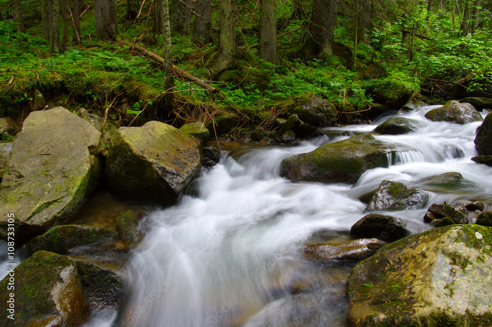 Mountain river in the green forest