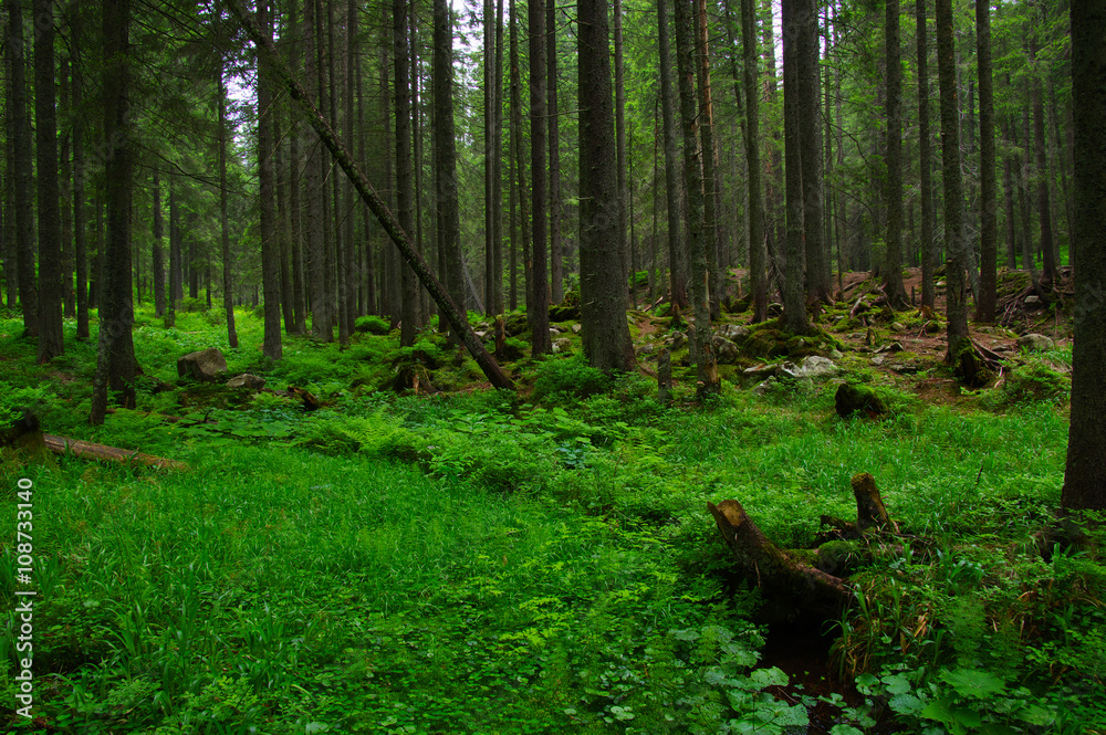 Trees in forest