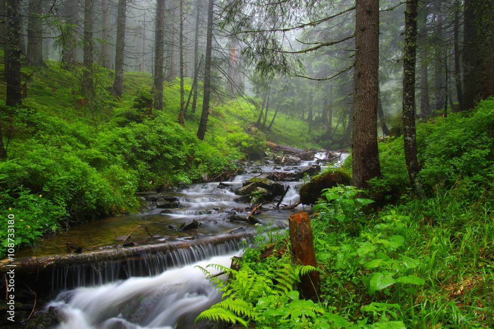 Creek in the woods