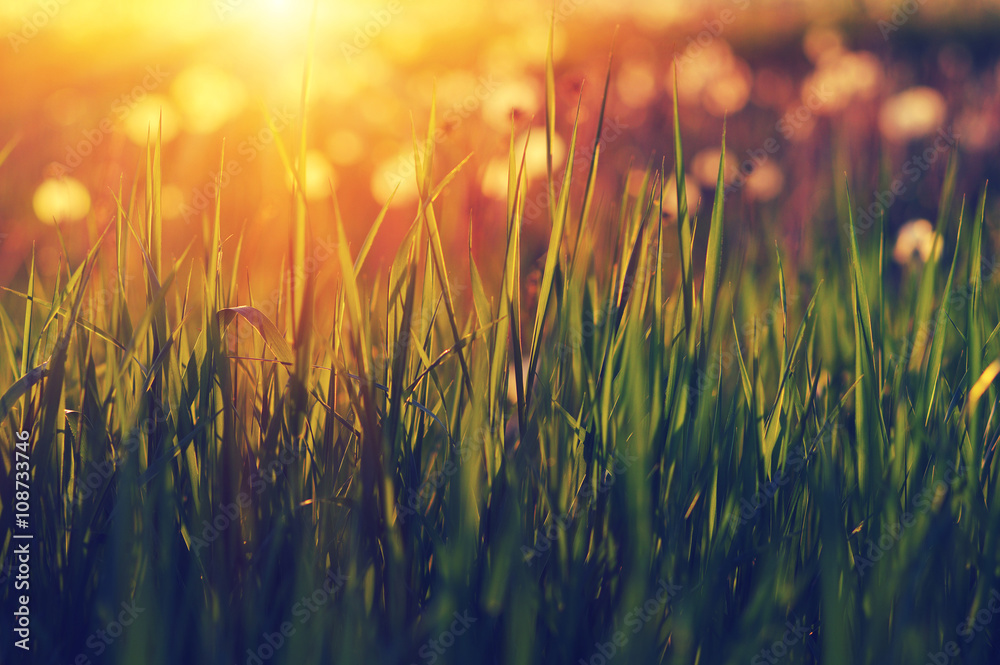 Green grass background with sun beam