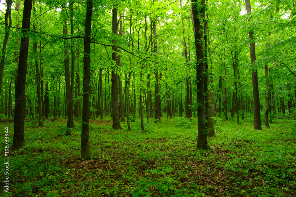 beautiful green forest