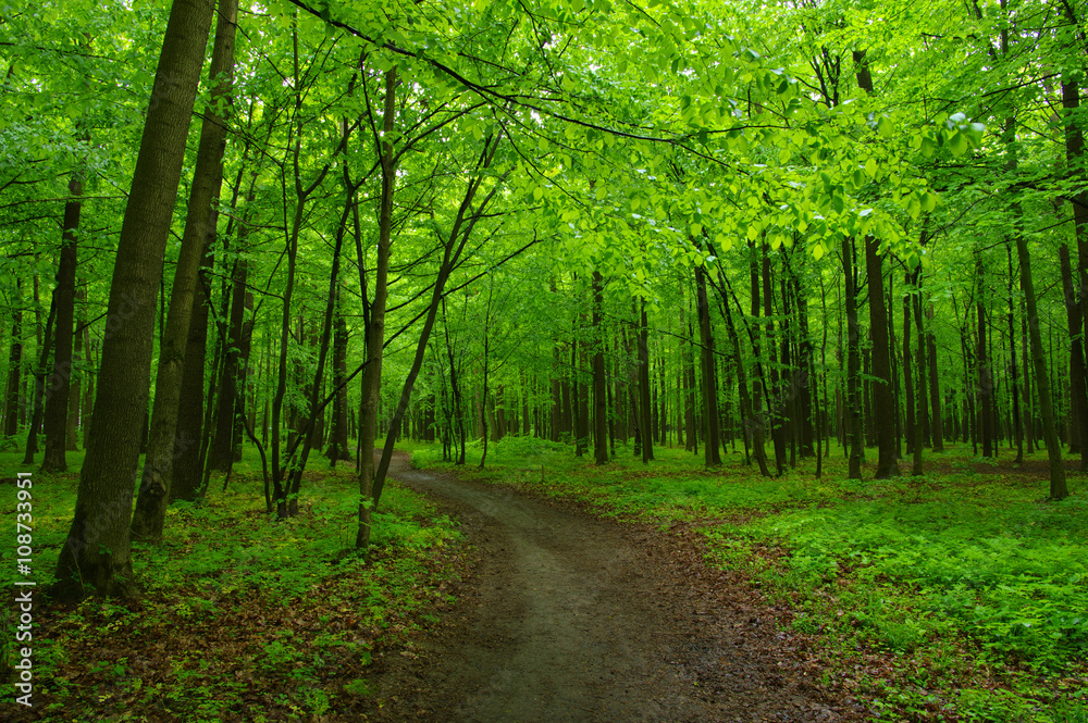 green forest