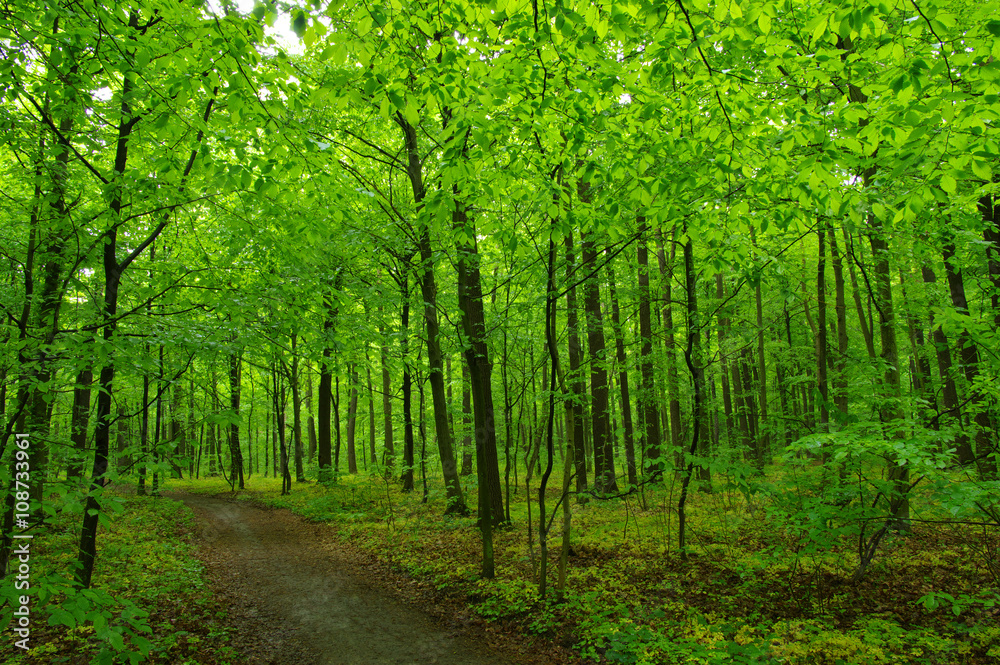 green forest