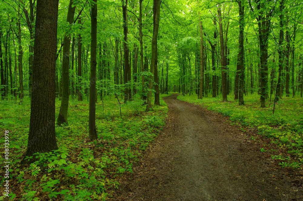 Trees in forest