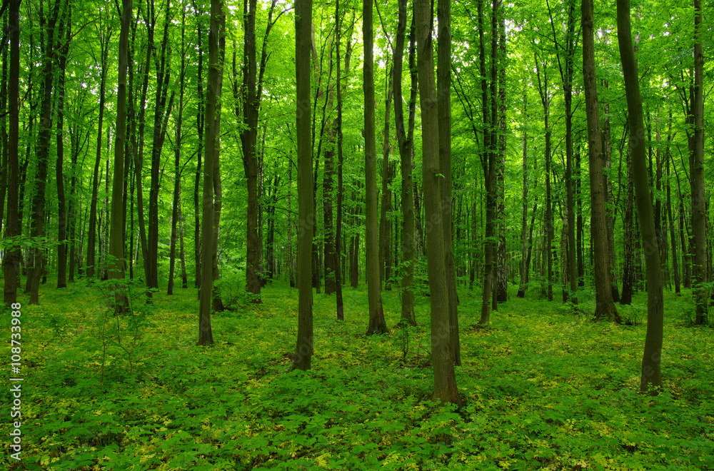 beautiful green forest