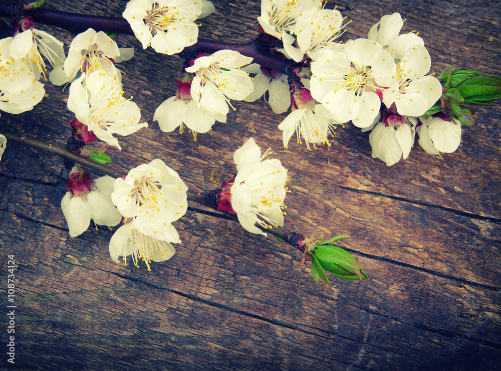 Spring blossoms