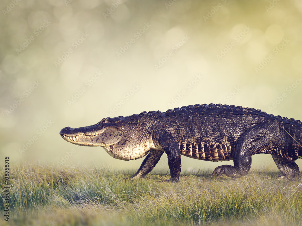 Large Florida Alligator