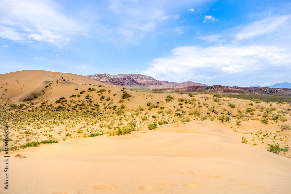 rare gnarled bushes in the desert